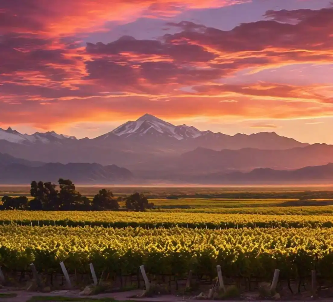 Atardecer entre viñedos en San Rafael